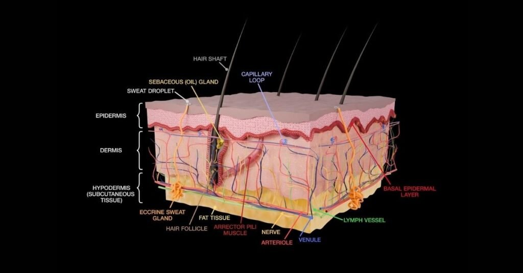 Sallow Skin